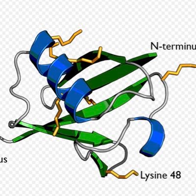 The laboratory is investigating the role of ubiquitin system in cancer pathogenesis and response to treatment with ionising radiation.