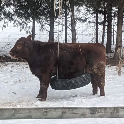 bellawhereUbeen's profile picture. 