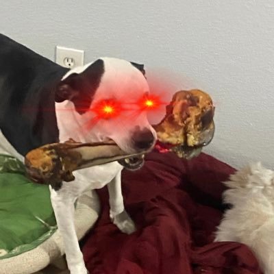 Distortedbass1's profile picture. dont cling to your posessions, for you have nothing if you have no rights.