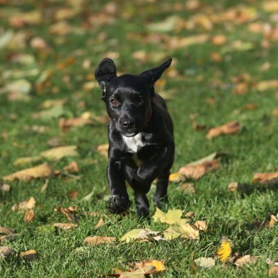 nickpomfret's profile picture. human