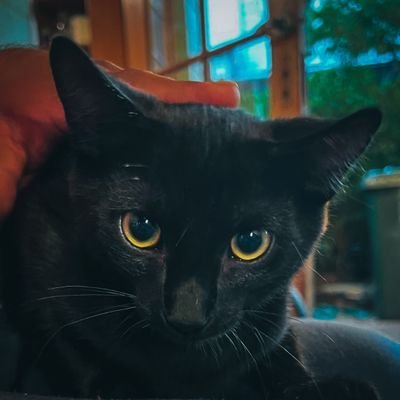 AkiDamxz's profile picture. 