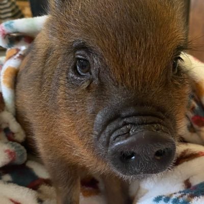 Elliethepiggy Profile Picture