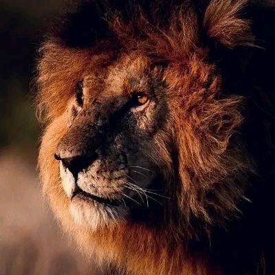 ibikunleaking's profile picture. 