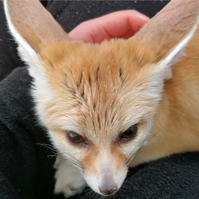 Japan's best friend, the fennec fox, is very cute. Please take a look.
↓Here is my Japanese best friend's account.
@fenex_osaka