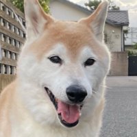 すばるママ (@subaruch2) 's Twitter Profile