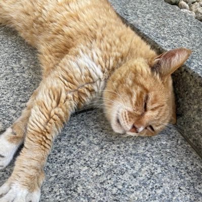 EdogawaOsushi's profile picture. 