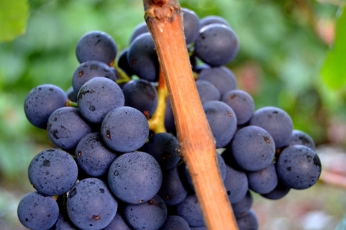 WineSex's profile picture. ahora estoy aquí @wineandsex . Gracias!