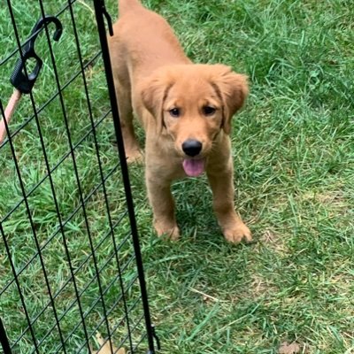 I’m a reddish golden retriever who loves her Daddy, her family… and everyone else! Had a handsome sheltie brother named Teddy🌈. He’s chasing sheep in the sky!