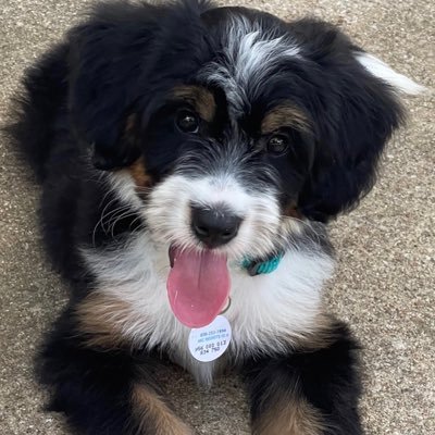 Believer in the mission and the power of public schools. 🐶 + 🌵= 😍