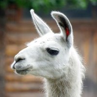 rihex (@rihex) 's Twitter Profile