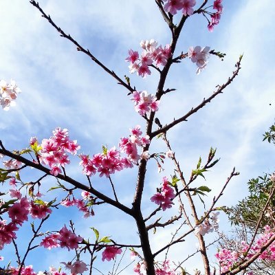 bolhadealegria's profile picture. 🌈
 CaRPe DieM