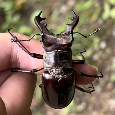 こんにちは。生き物が大好きで北海道の自然の中をぐるぐる歩いています⛰🏖🏞 生き物を中心にYouTubeをアップしています！ 夏が1番好きです！日向坂ファンです！河田陽菜さん推しです！