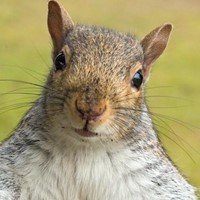 squirrelpot Profile Picture