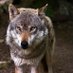 The_Alpine_Wolf (@thealpinewolf1) Twitter profile photo The_Alpine_Wolf (@thealpinewolf1) Twitter profile photo