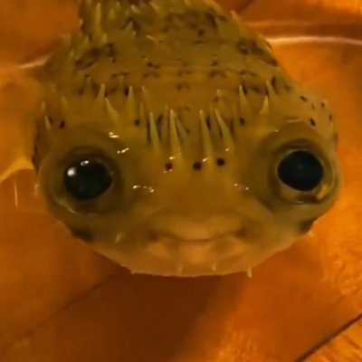 kurofish_idk's profile picture. singaporean kaizo player
https://t.co/GkorUUcRQz