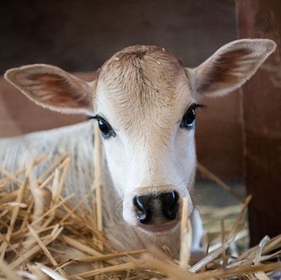 CdePodo's profile picture. Just Passionate Poultry Farmer