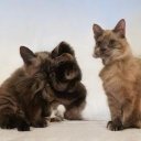 Sledge Vanessa - @SledgeVanessa1 - Twitter