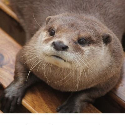 ❤️コツメカワウソのみんな🦦🦦🦦🦦🦦🦦
❤️カワウソ🦦の妖精ちぃたん☆
❤️稲川淳二さん❤️乃木坂46
❤️広瀬すず❤️井上和❤️白石麻衣
❤️浜辺美波