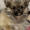 pome_rin51's profile picture. 🎂2022.１月生まれのポメチワ♂です🐕️🤗
新しくアカウントを作りましたのでよろしくお願いいたします…
無言フォロー失礼します…✴️