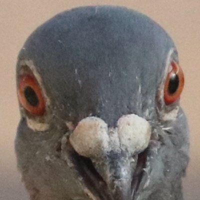 夢の中で鳩になりマジシャンのシルクハットに入る仕事や公園・神社の保安警備をしている。目覚めると紛れもなく僕である。しかし僕の夢が鳩なのか鳩の夢が僕なのか・・・