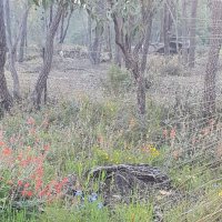 bushpiglet 🇦🇺 🇳🇿 🇨🇦 (@loquotically) 's Twitter Profile