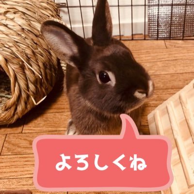 うちのうさぎが可愛すぎる件についてーー！！うさぎという可愛い子と一緒に暮らしています🐰 うさぎの名前はちょこです🍫 ちょこの日常を綴っていきます。 2021年2月21日生まれ 5月29日に家族になりました。 気軽にフォローして下さい☆彡★