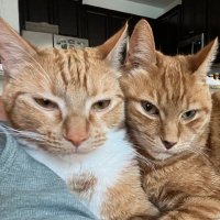 Seamus & Atticus(@JoMacIntosh1) 's Twitter Profile Photo