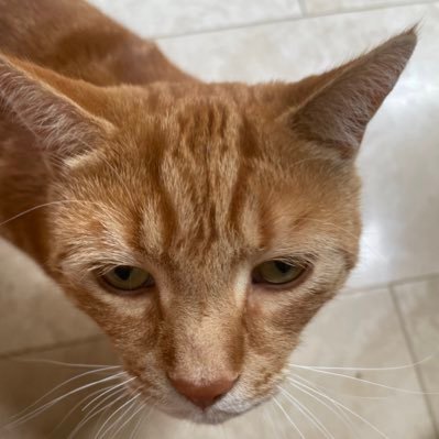 whitemummybear's profile picture. Woman, mother, wife, daughter, sister, colleague, friend, gender realist