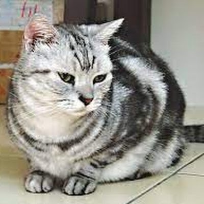 RanponLu's profile picture. 