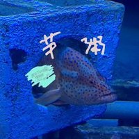 島崎芋粥 (@maxcall) 's Twitter Profile