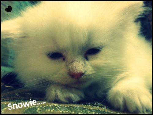 BuddyCat3's profile picture. Hi All! , I'm Buddy 1 of Liza's Awesome REAL Kitten She made this acc for me Bec... She want everyone to get to know me! So Hello! LOL! =^.^= I Love Nyan cat xD