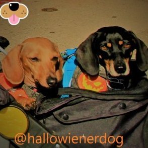 Milo & Loki (The Hallowiener Dogs) 🐕🐾🦴🎃🌕👻