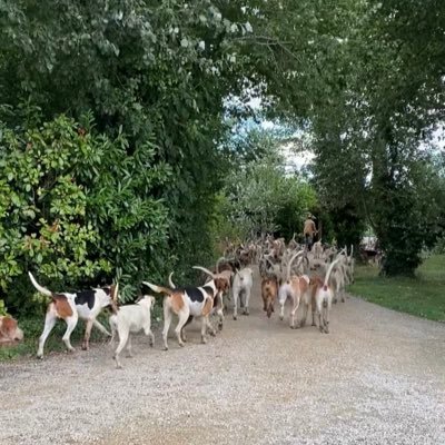 FollowHounds's profile picture. Lover of hunting and racing