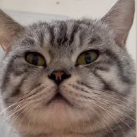 ping (@apiing_) 's Twitter Profile Photo ping (@apiing_) 's Twitter Profile Photo