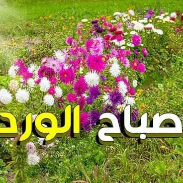 19881_samer's profile picture. 