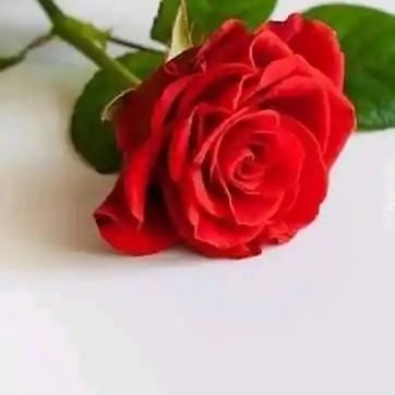 BlzzrLhbKeIcKe3's profile picture. 