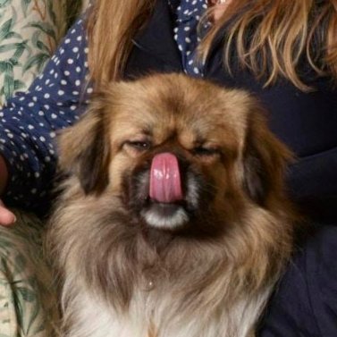 dogsofgogglebox's profile picture. The real (unofficial) stars of #gogglebox 📺🐶