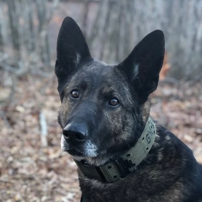 K9 suffers PTSD in the line of duty and the loving story of healing.