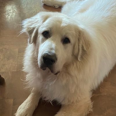 Hrcerett's profile picture. Not normal. Vulgar & Insane. A liberal in the Podunk sticks of PA. Fuck the GOP! Fuck MAGA! Fuck religious delusions! #BlueCrew #VoteBlue #Atheist #NoReligion