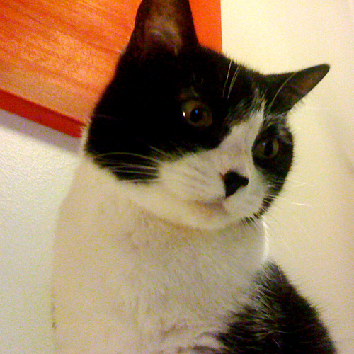 GatitaKatja's profile picture. Tuxedo. Dormilona. Desconfiada de los extraños. Dicen que soy bonita. Me gusta el atún recién abierto y el roast beef. Gran cazadora y atleta.