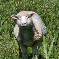 🐑 Jennifer Berigan(@CTUnionista) 's Twitter Profile Photo