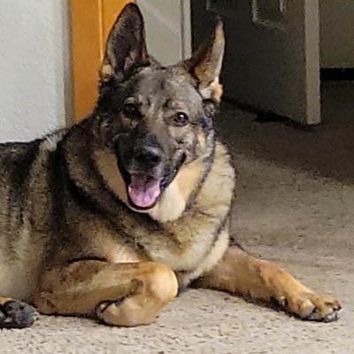 7 yo Sable German Shepherd