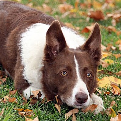 Detection dog handler