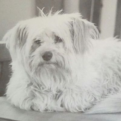 DogWhisper325's profile picture. FSD Republican, Dog rescue, #AdoptDontShop, #SeniorDogs #NoFarmersNoFood, BORN IN THE USA