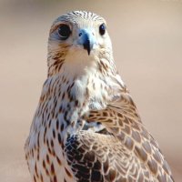 ع 🦅 (@144ei) Twitter profile photo