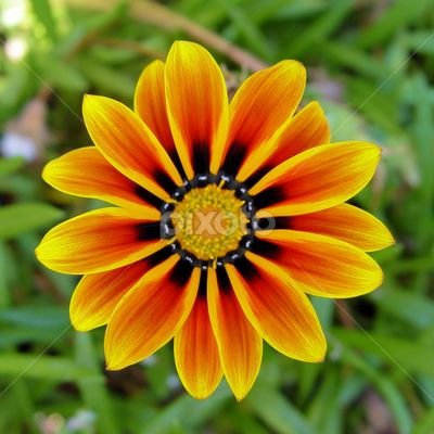 aso384's profile picture. ماكو و الله