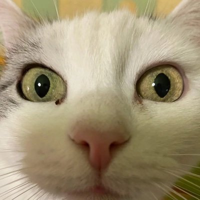 annniceさんのプロフィール画像