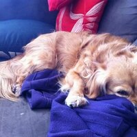 Widget the wimp (@widget_the_wimp) 's Twitter Profile