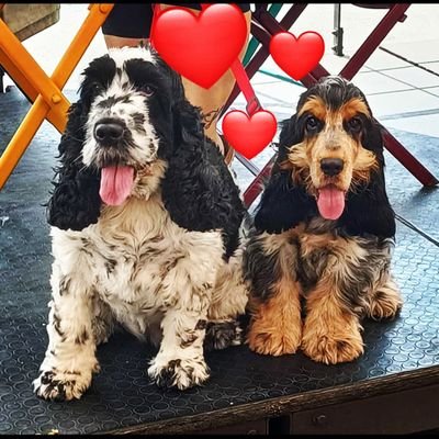 I miei cani, le mie bambine e quel cretino di mio marito