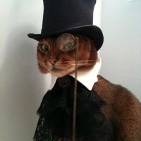 Catn4pp (@catn4pp) 's Twitter Profile